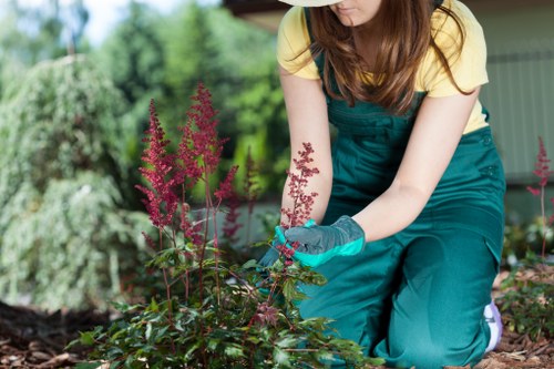 Seasonal hedge trimming in Barnes